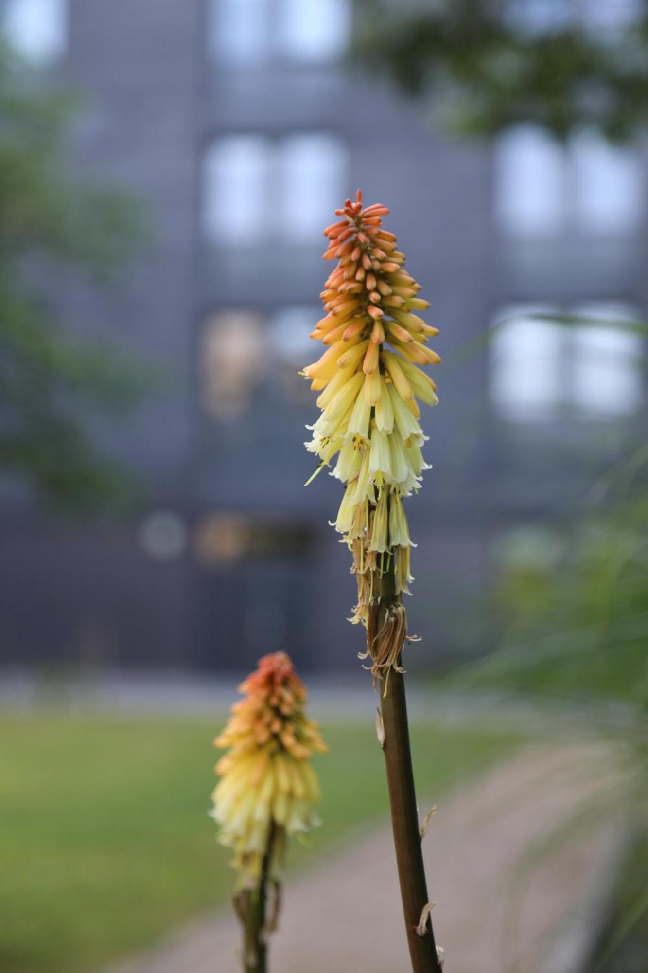 Goldcrest Village Apartments University Of 戈尔韦 外观 照片