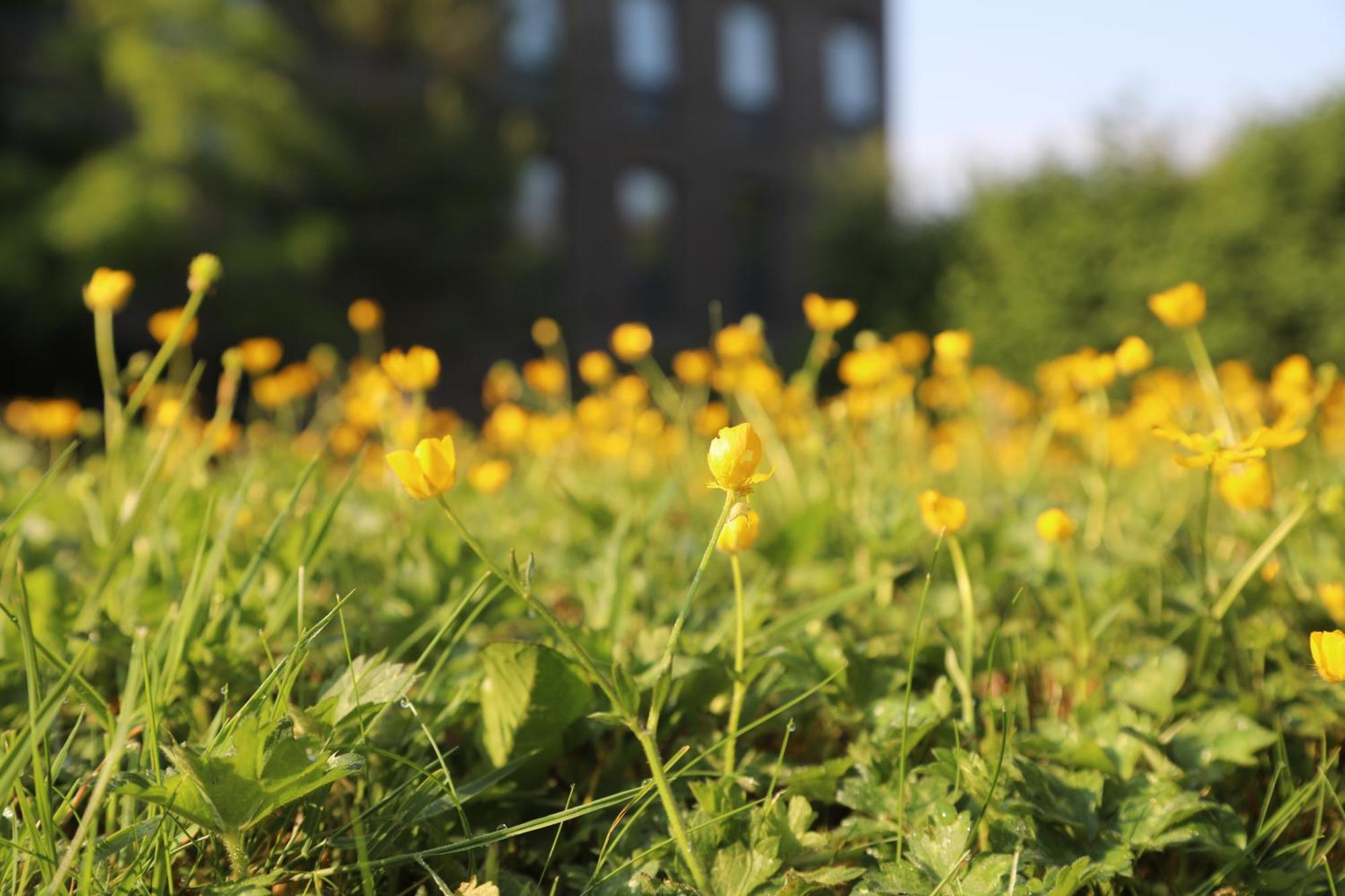 Goldcrest Village Apartments University Of 戈尔韦 外观 照片